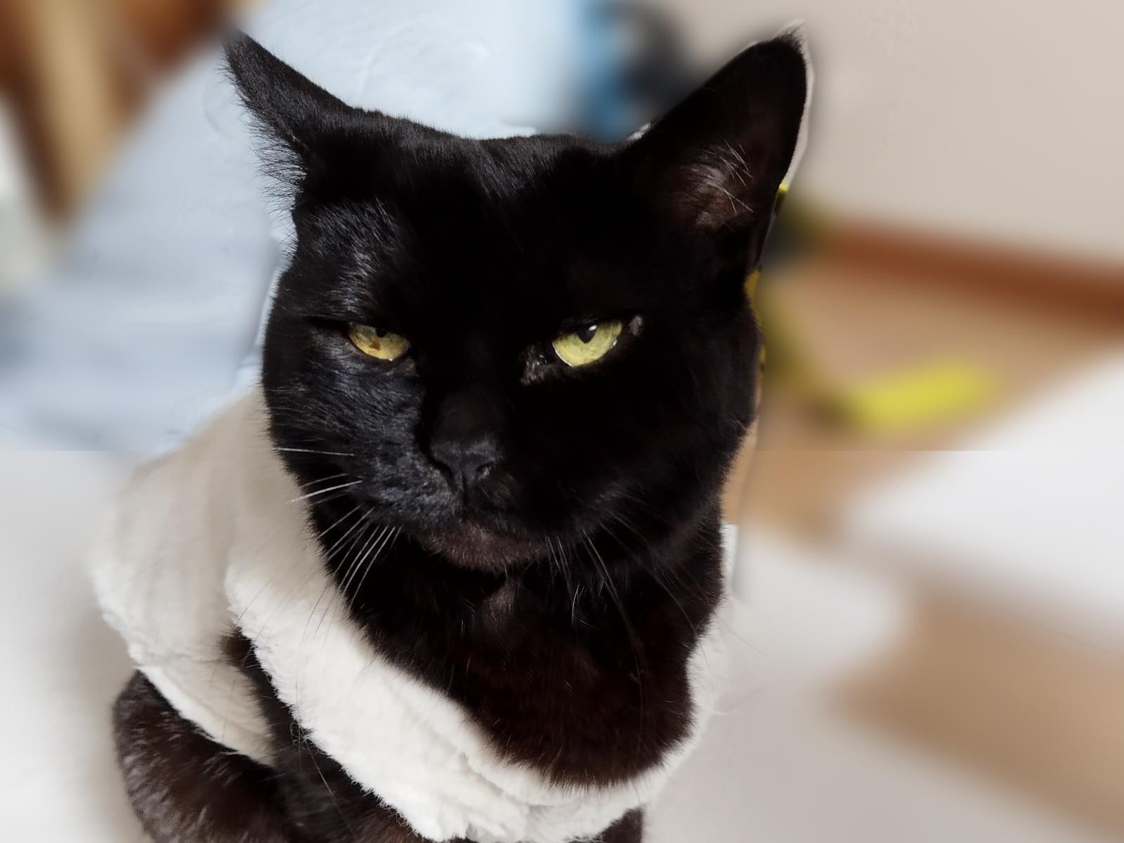 保護された猫 保護された猫