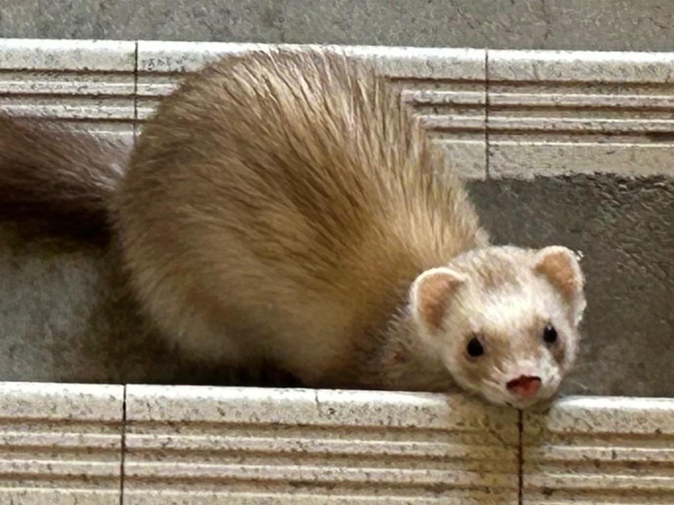 保護されたペット 保護されたペット