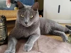 全身グレーの猫ちゃん探してます‼️