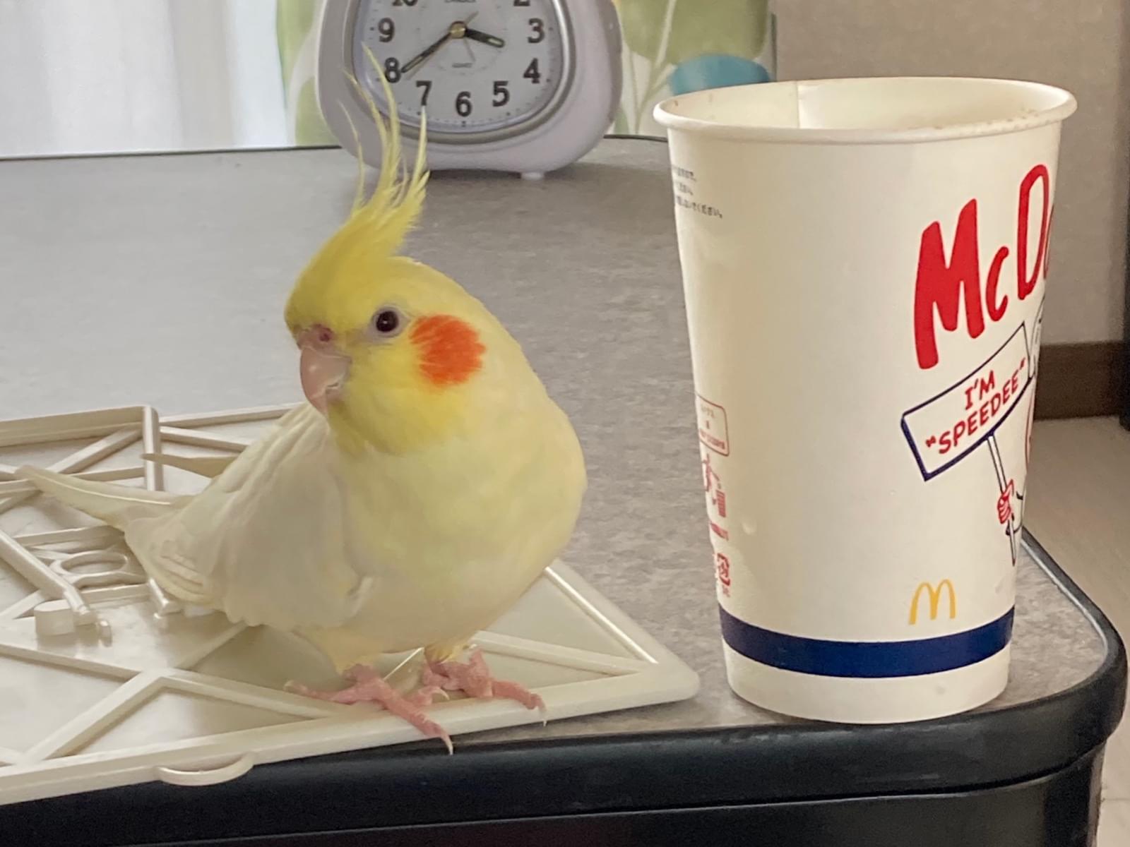 ちょこちゃん ちょこちゃん