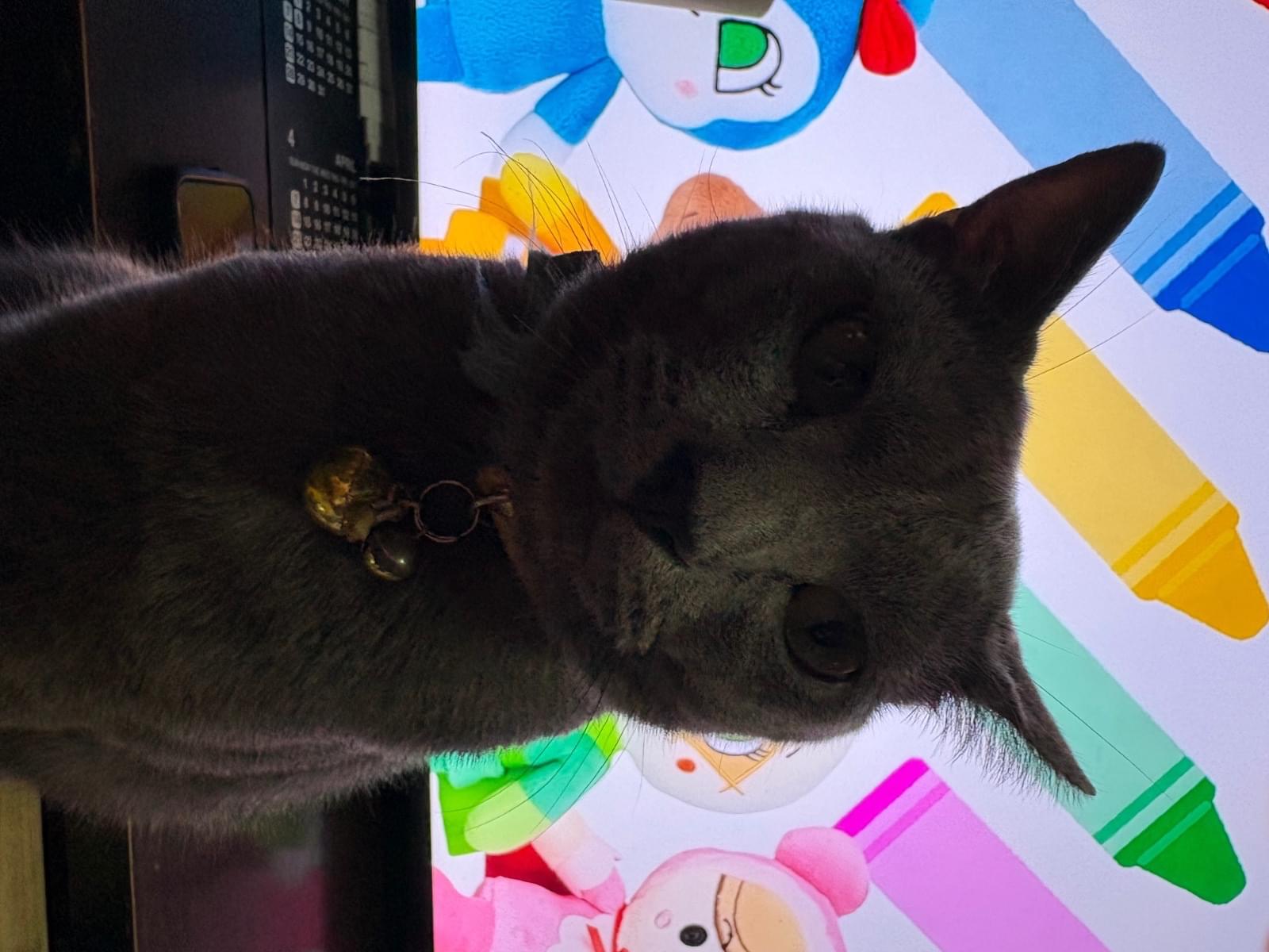 ロンちゃん ロンちゃん