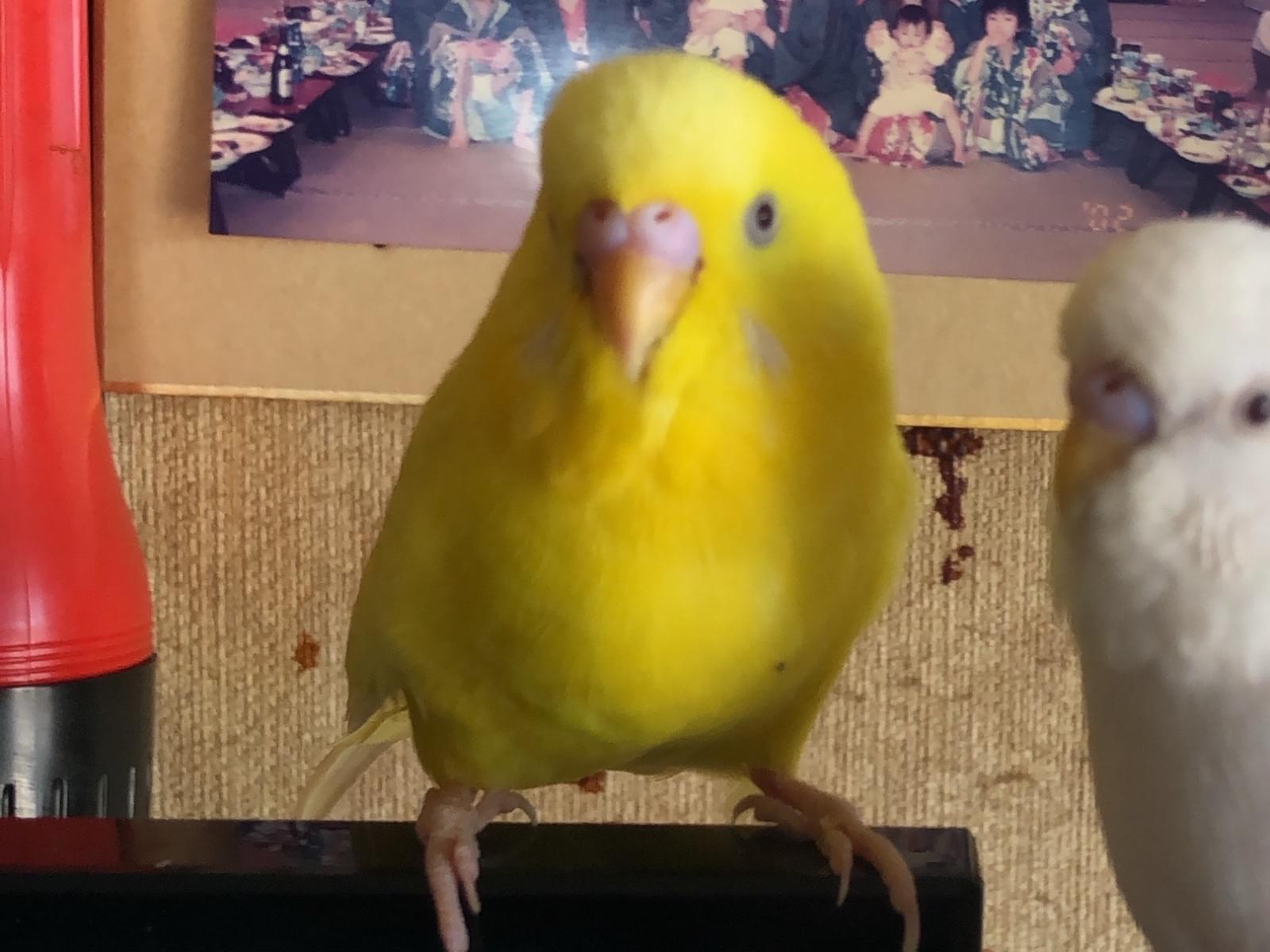 ぴーこちゃん ぴーこちゃん