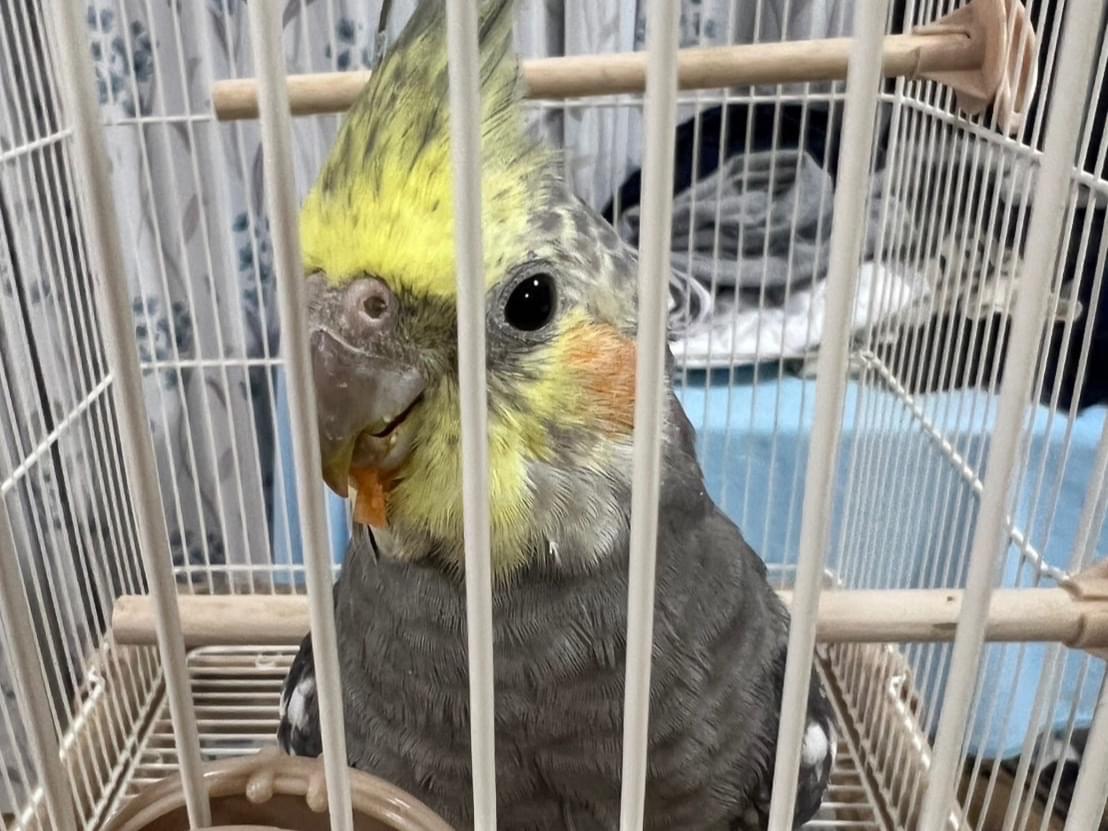 にこちゃん にこちゃん