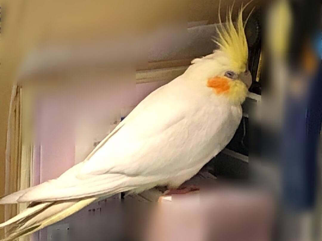 保護された鳥 保護された鳥