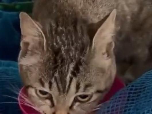 交通事故で保護した外猫ちゃん