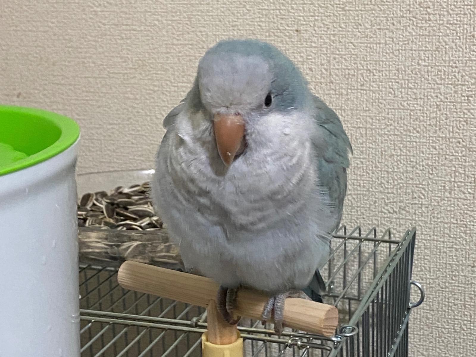 オキちゃん オキちゃん