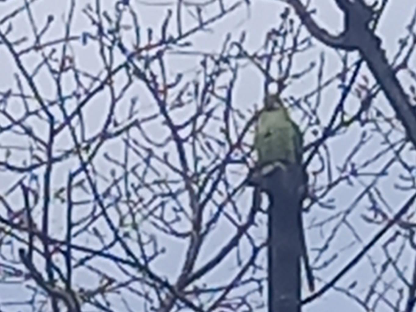 目撃された鳥 目撃された鳥