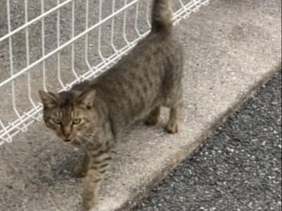 目撃された猫 目撃された猫
