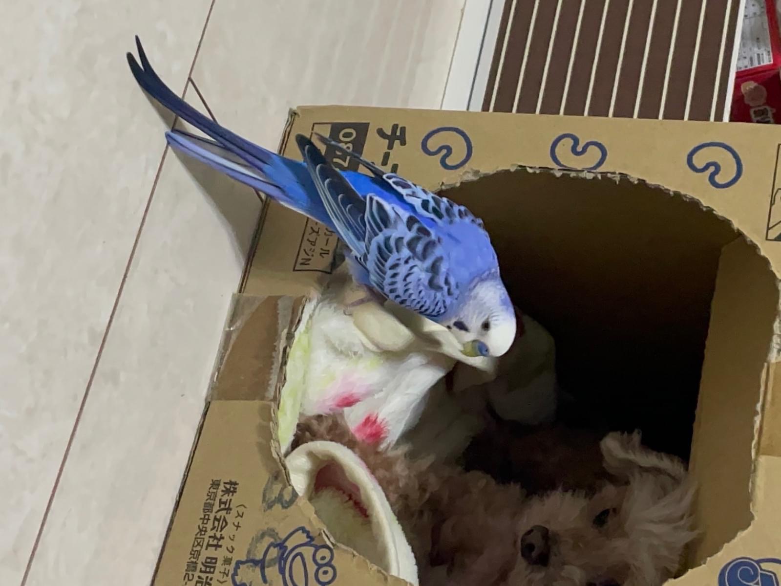 ピースちゃん ピースちゃん