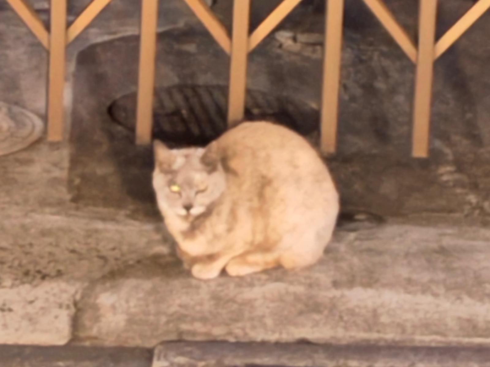 目撃された猫