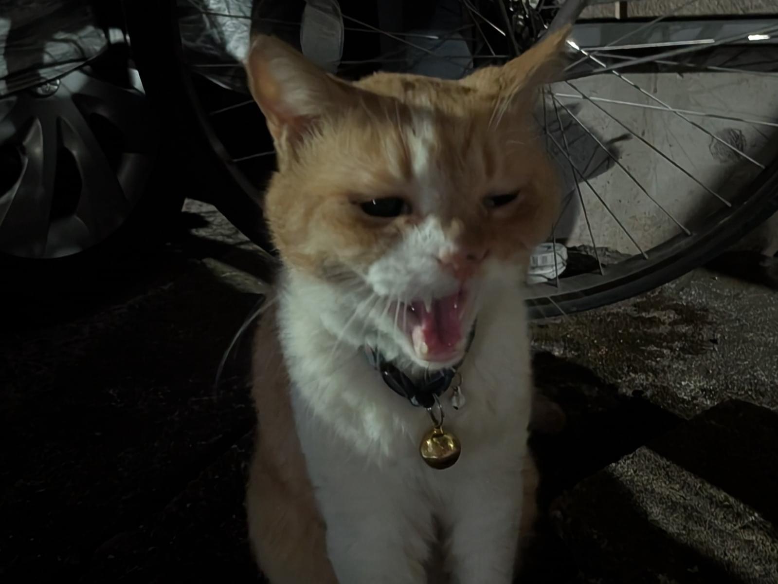 目撃された猫 目撃された猫