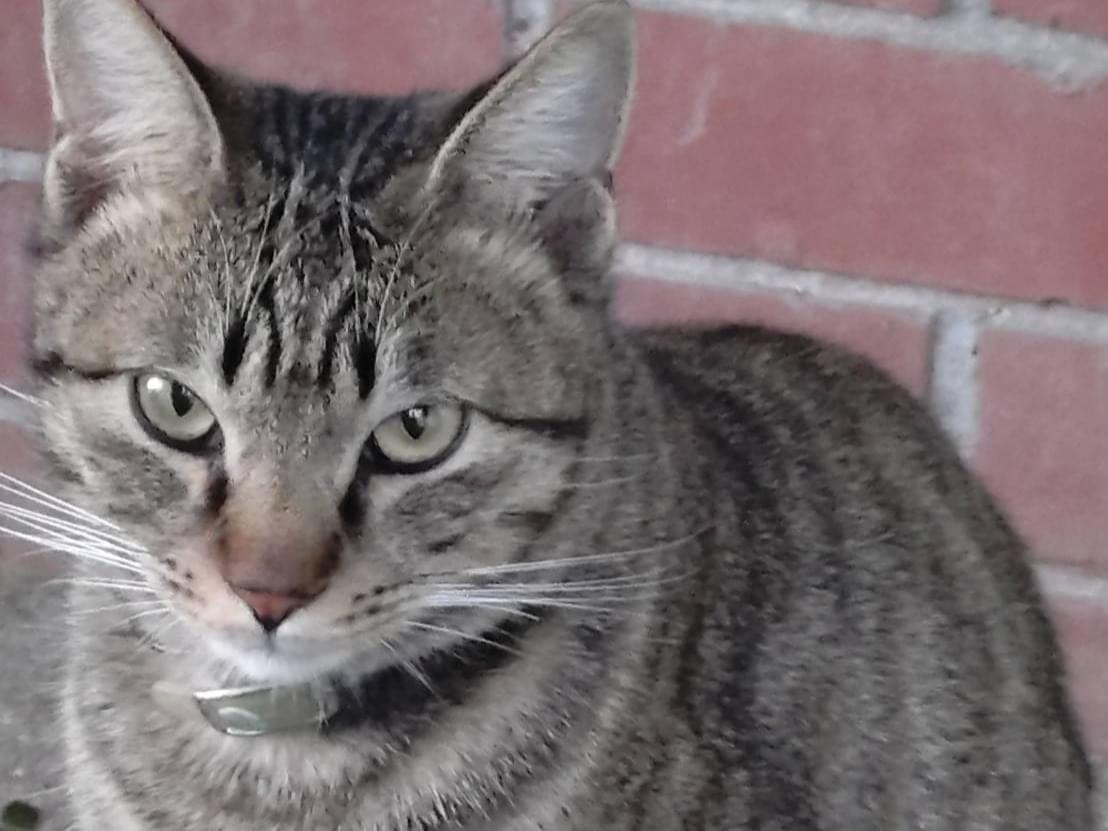 保護された猫 保護された猫