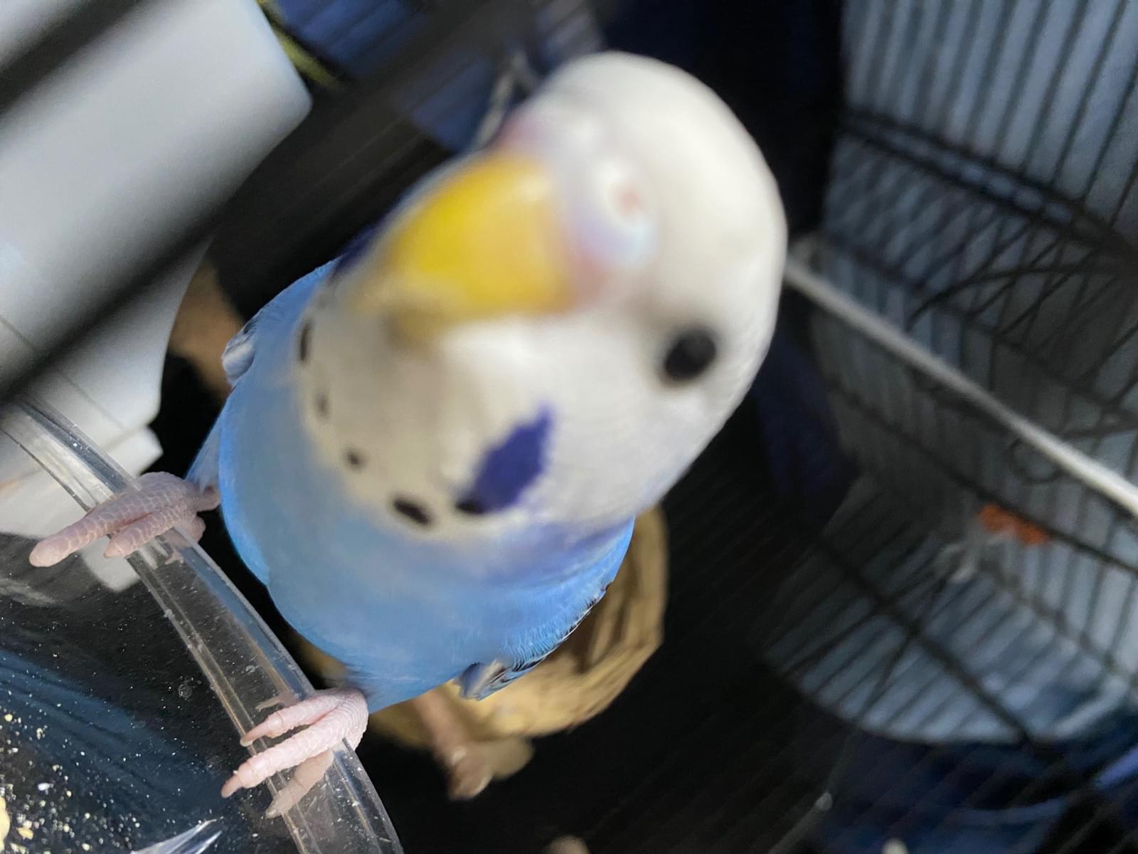 ポポちゃん