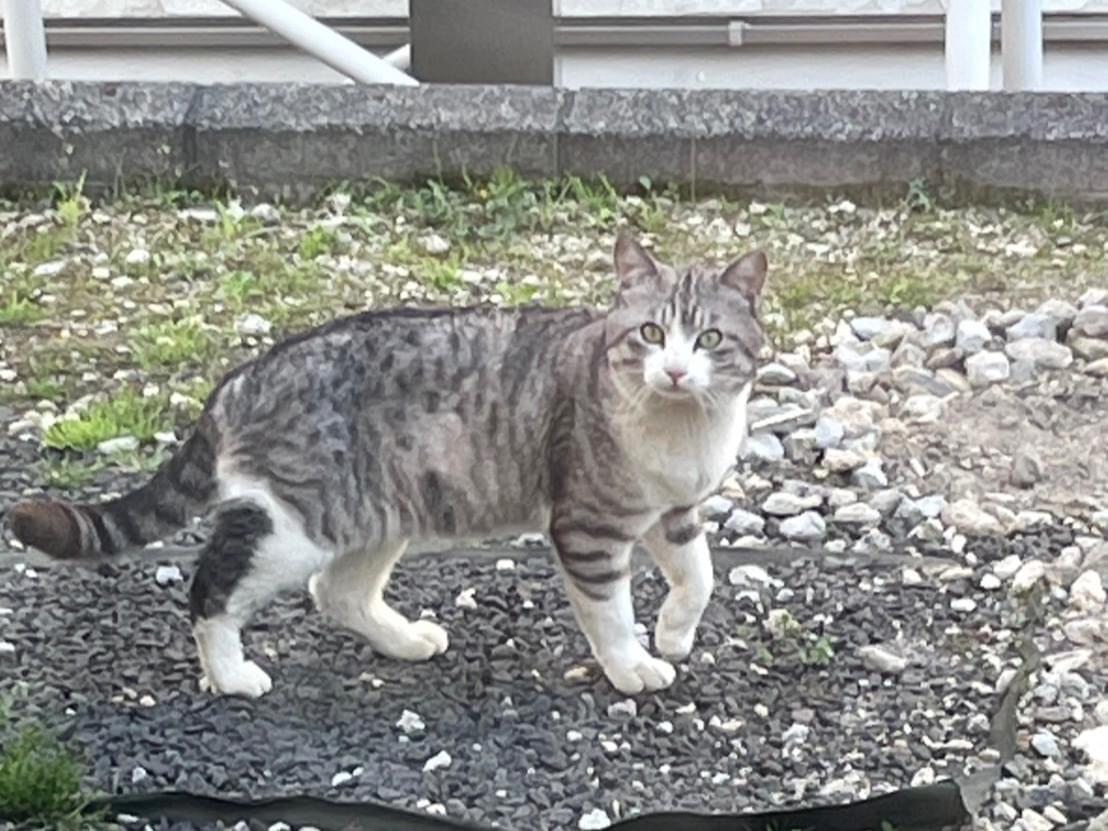 目撃された猫