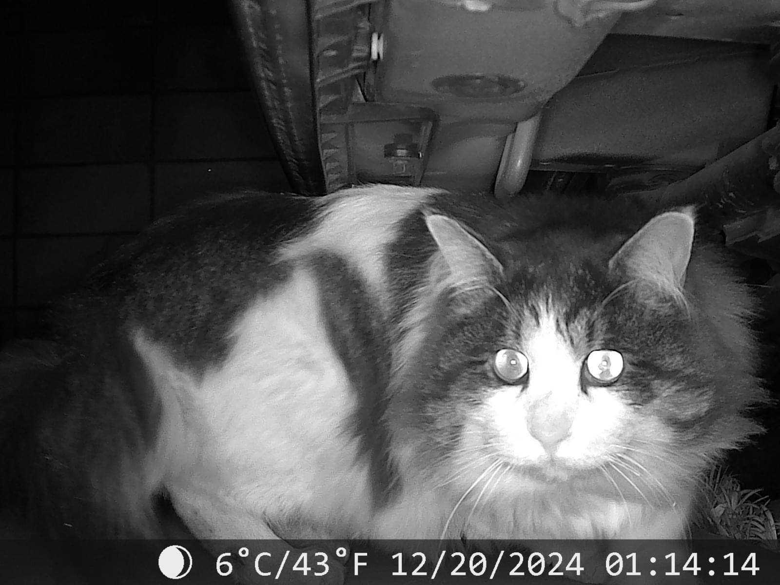 目撃された猫 目撃された猫