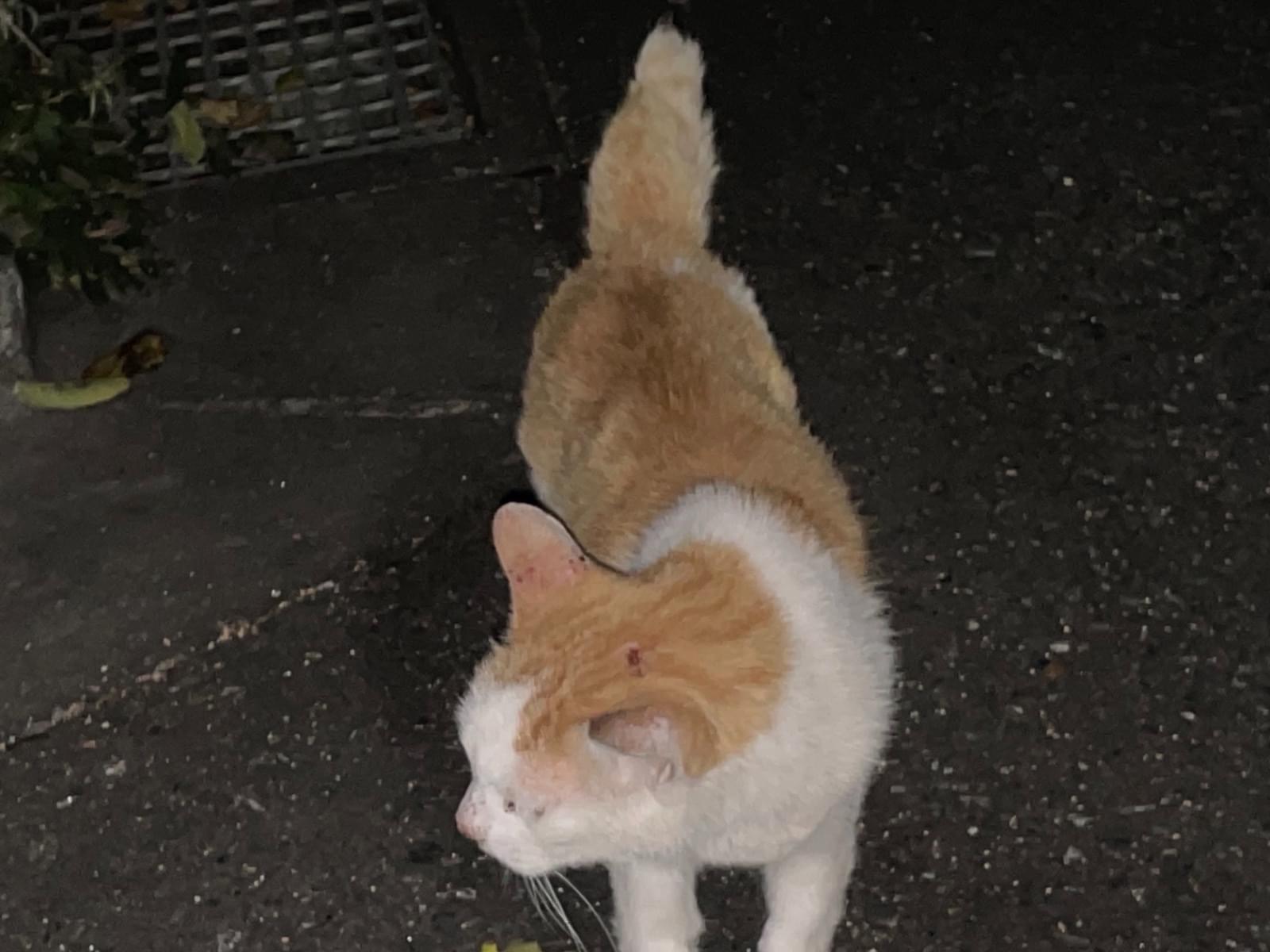 目撃された猫 目撃された猫