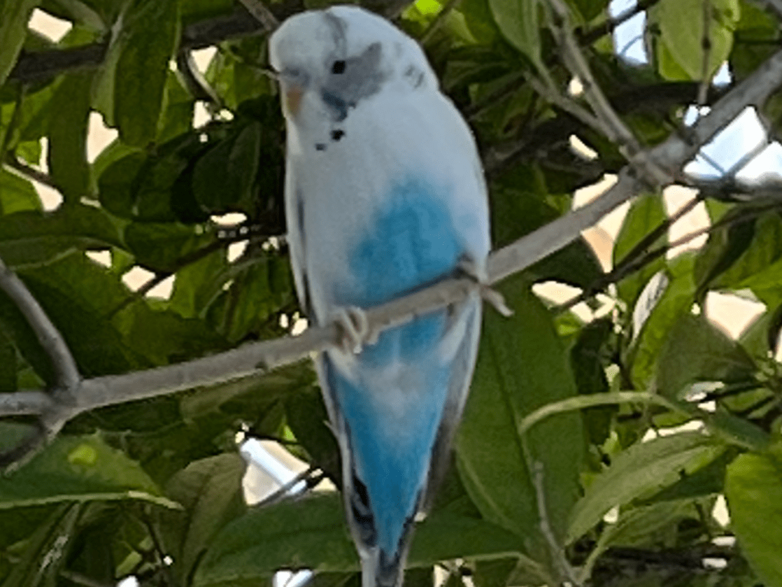 目撃された鳥 目撃された鳥