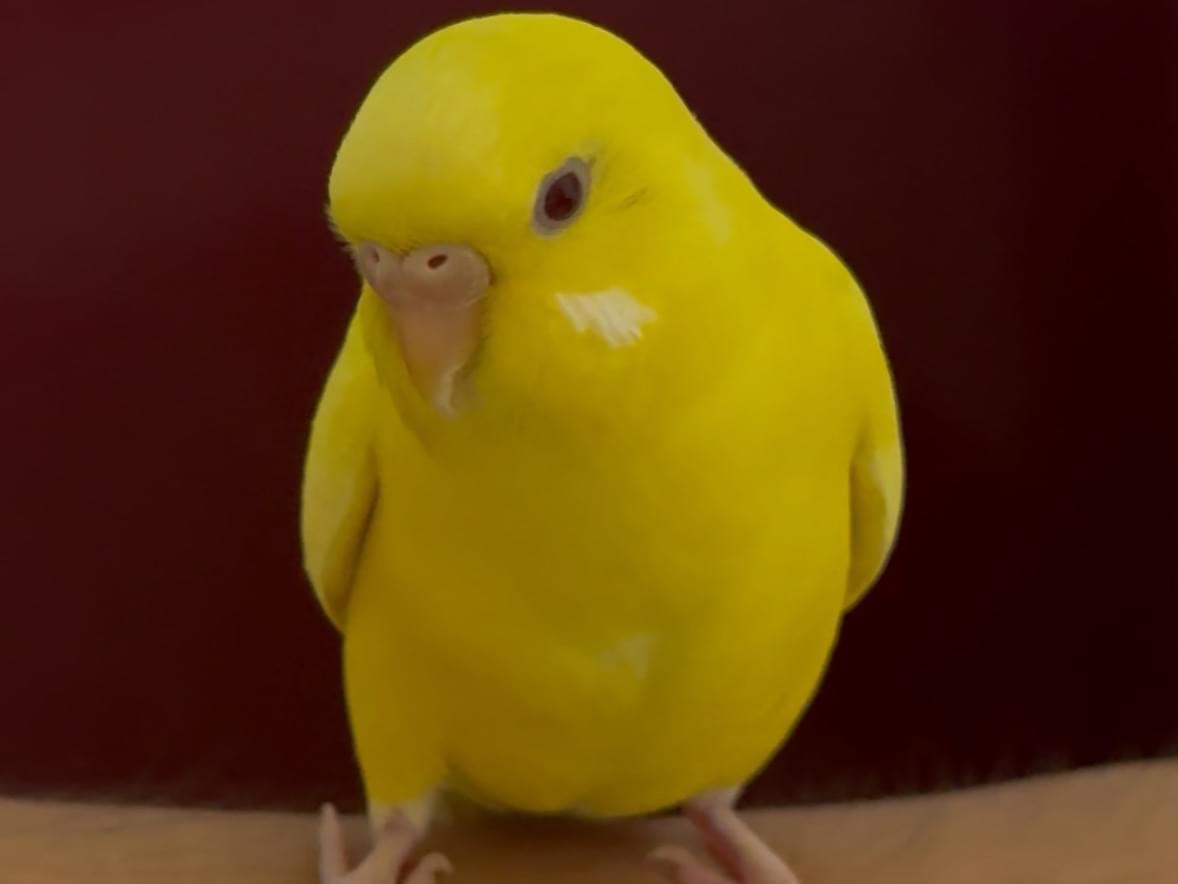 保護された鳥 保護された鳥