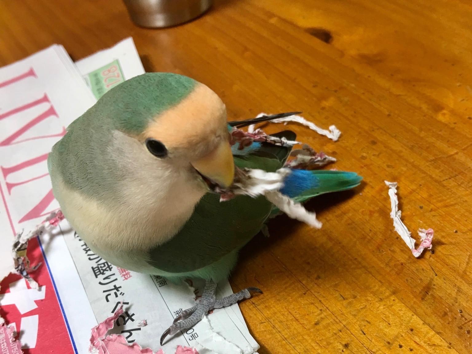 メロンちゃん メロンちゃん