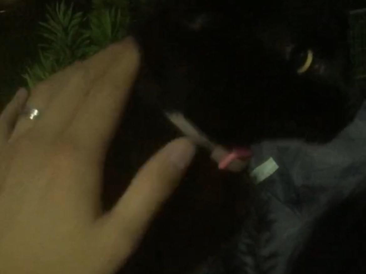 目撃された猫 目撃された猫