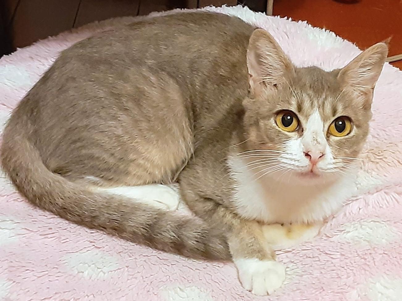 保護された猫 保護された猫