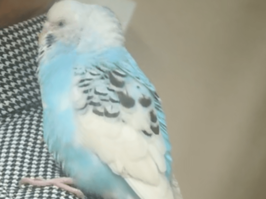 保護された鳥 保護された鳥