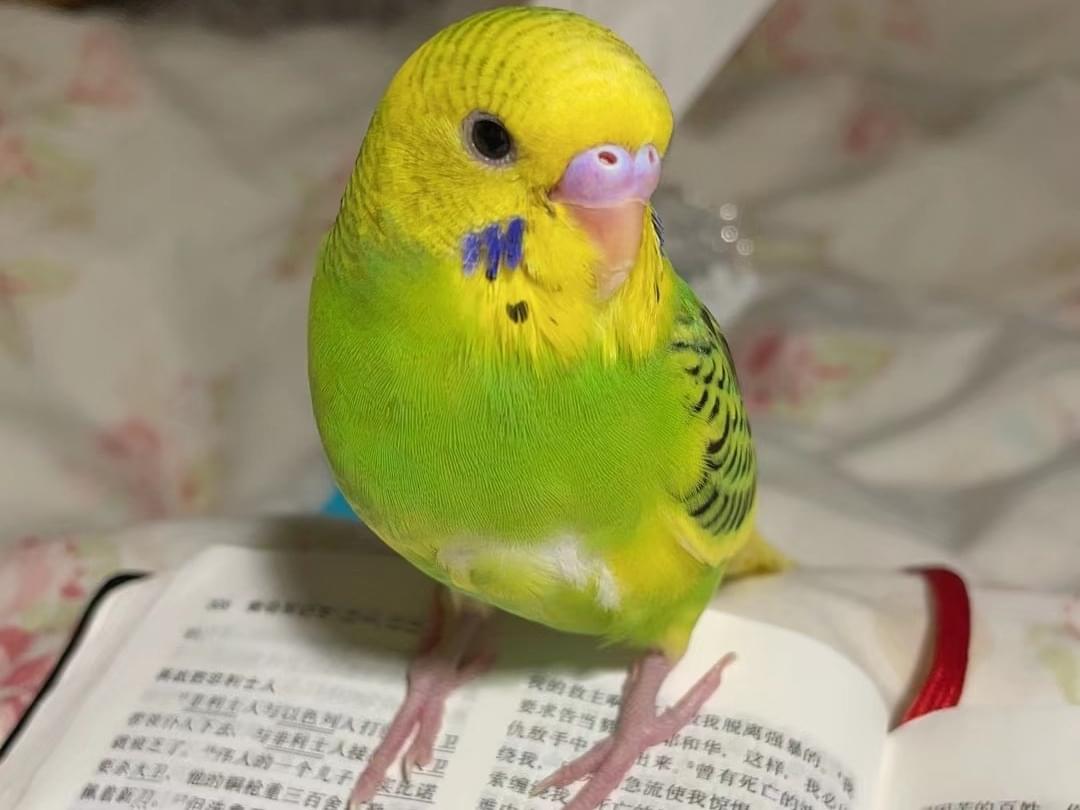 TUANTUANちゃん TUANTUANちゃん