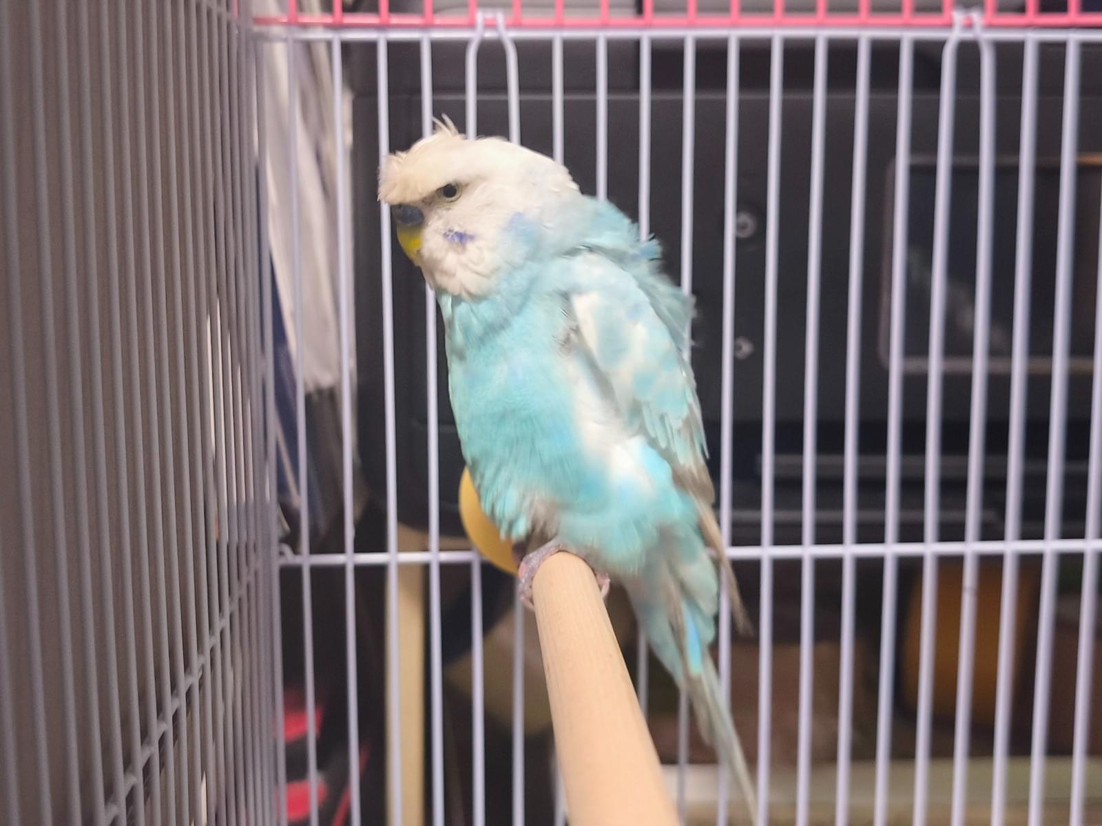 保護された鳥 保護された鳥