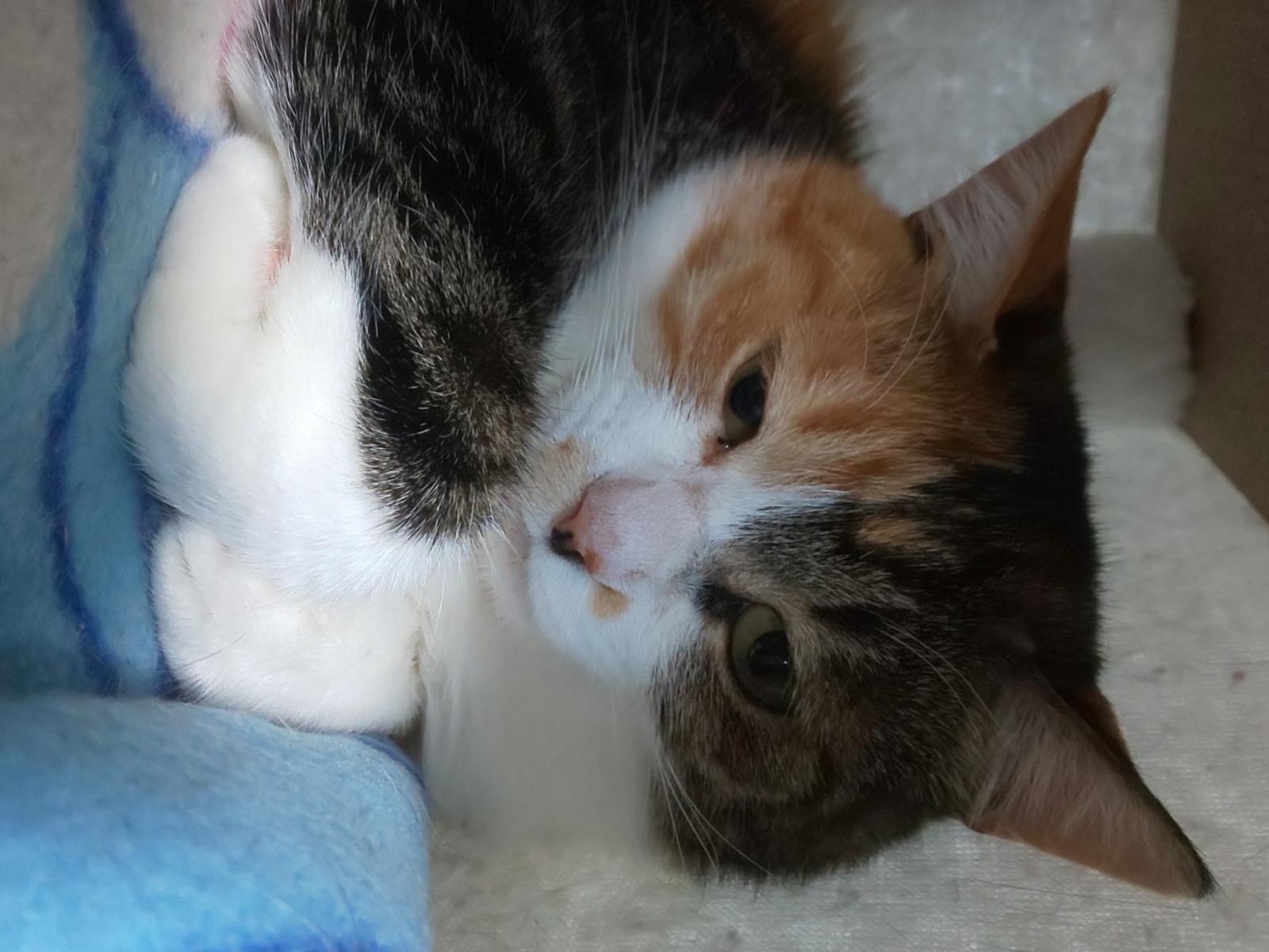 ココアちゃん ココアちゃん