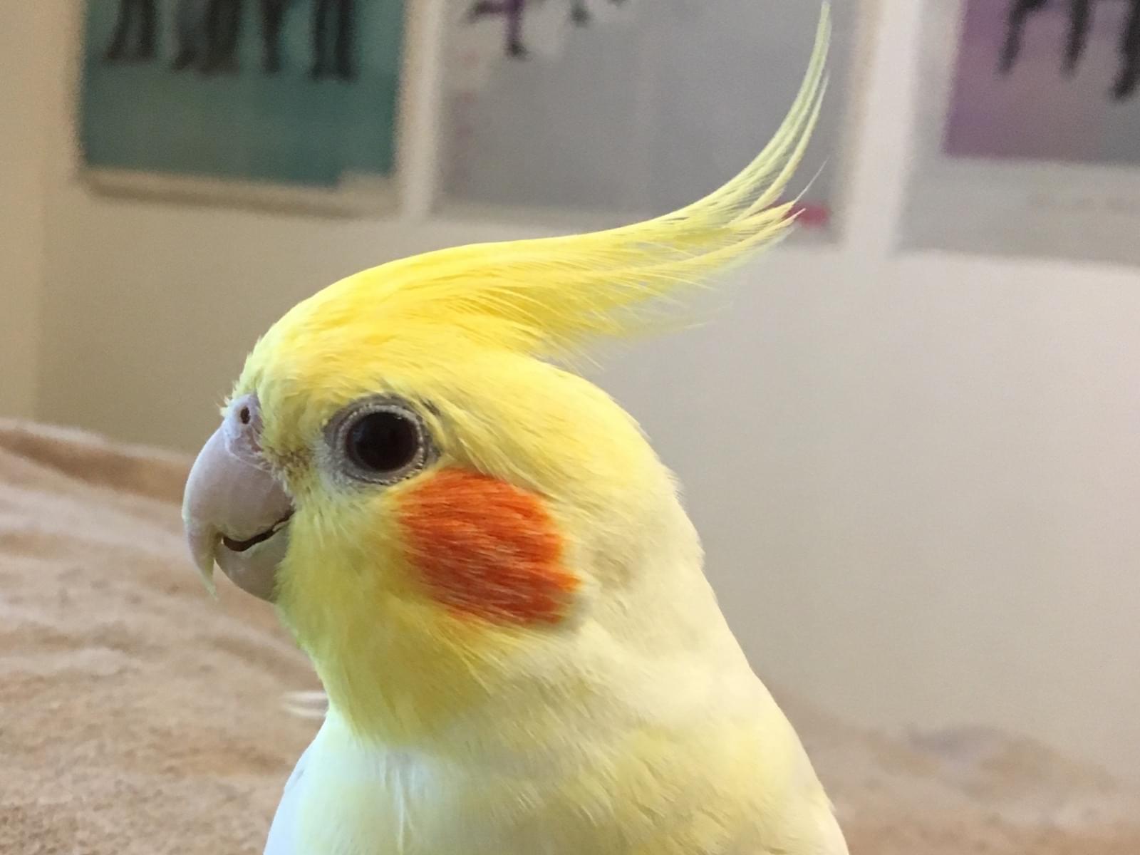 ぴよまるちゃん ぴよまるちゃん