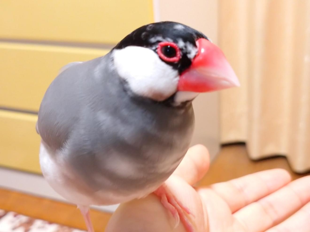 ベルちゃん ベルちゃん