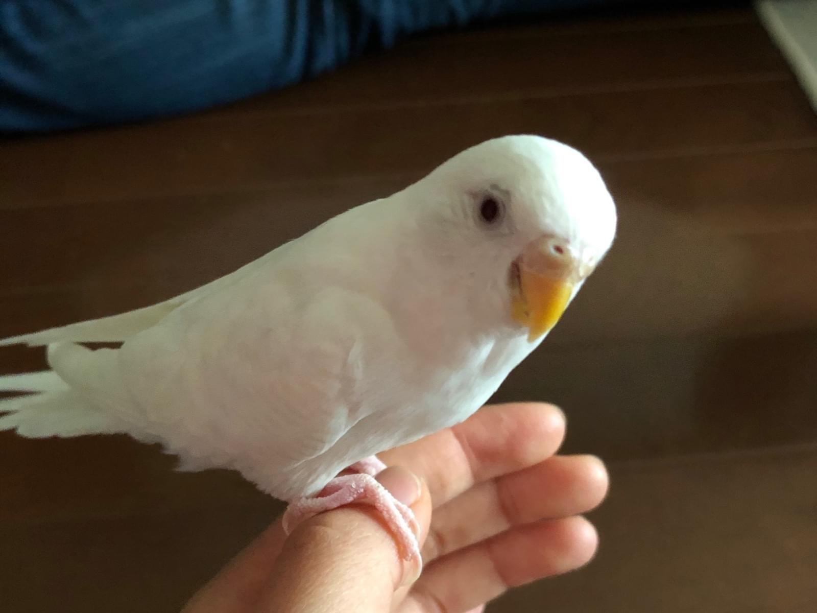 ビノちゃん ビノちゃん