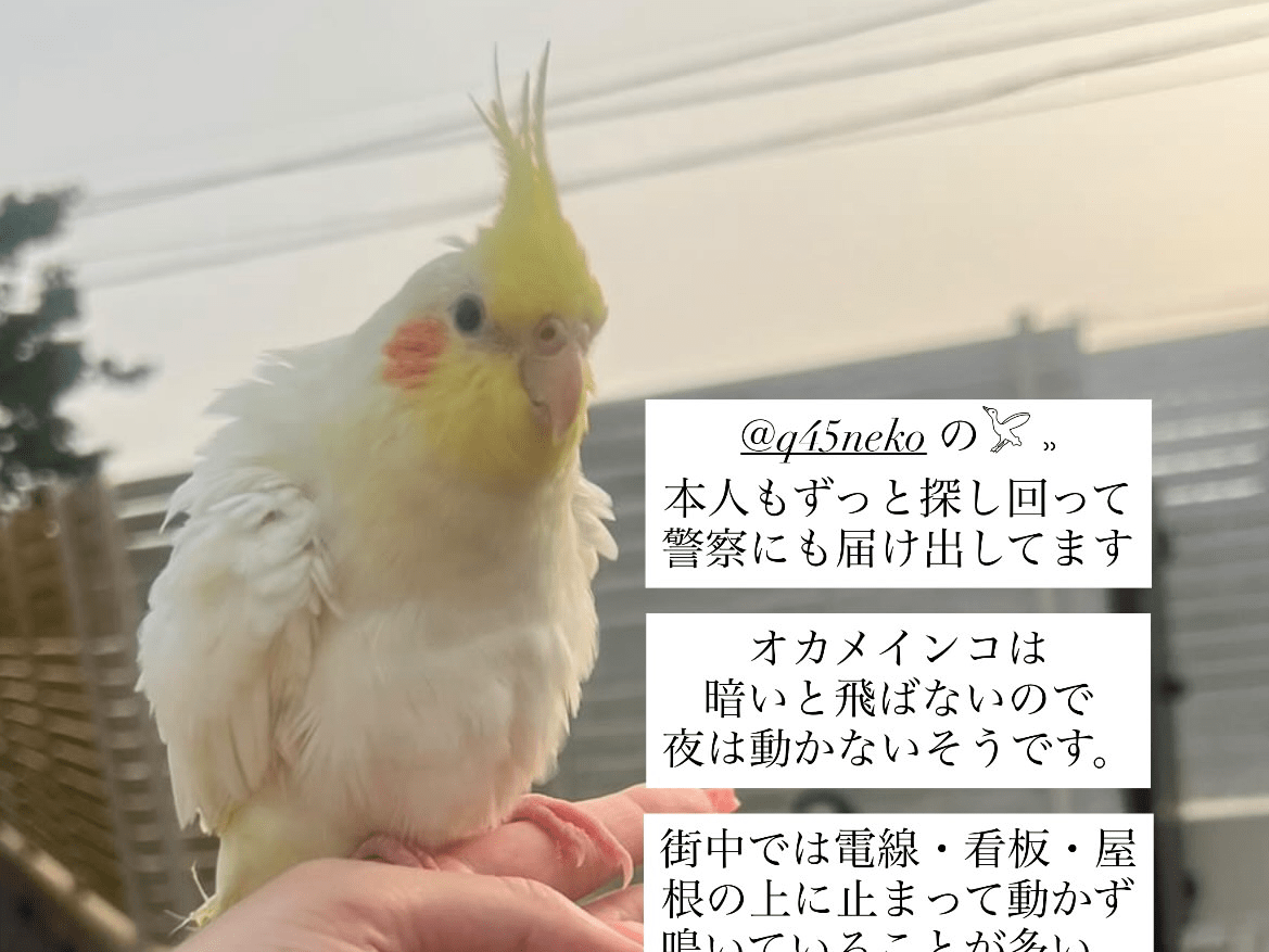 コナちゃん コナちゃん