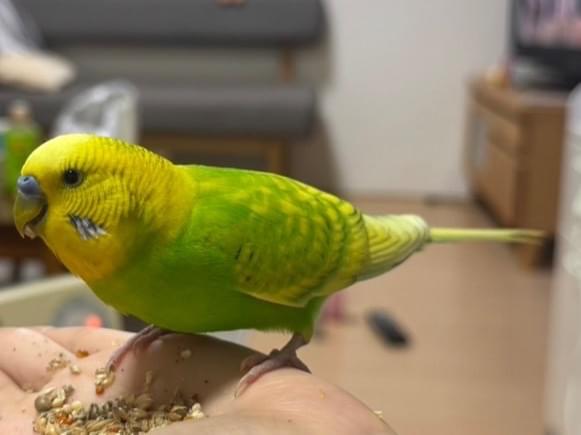 保護された鳥 保護された鳥