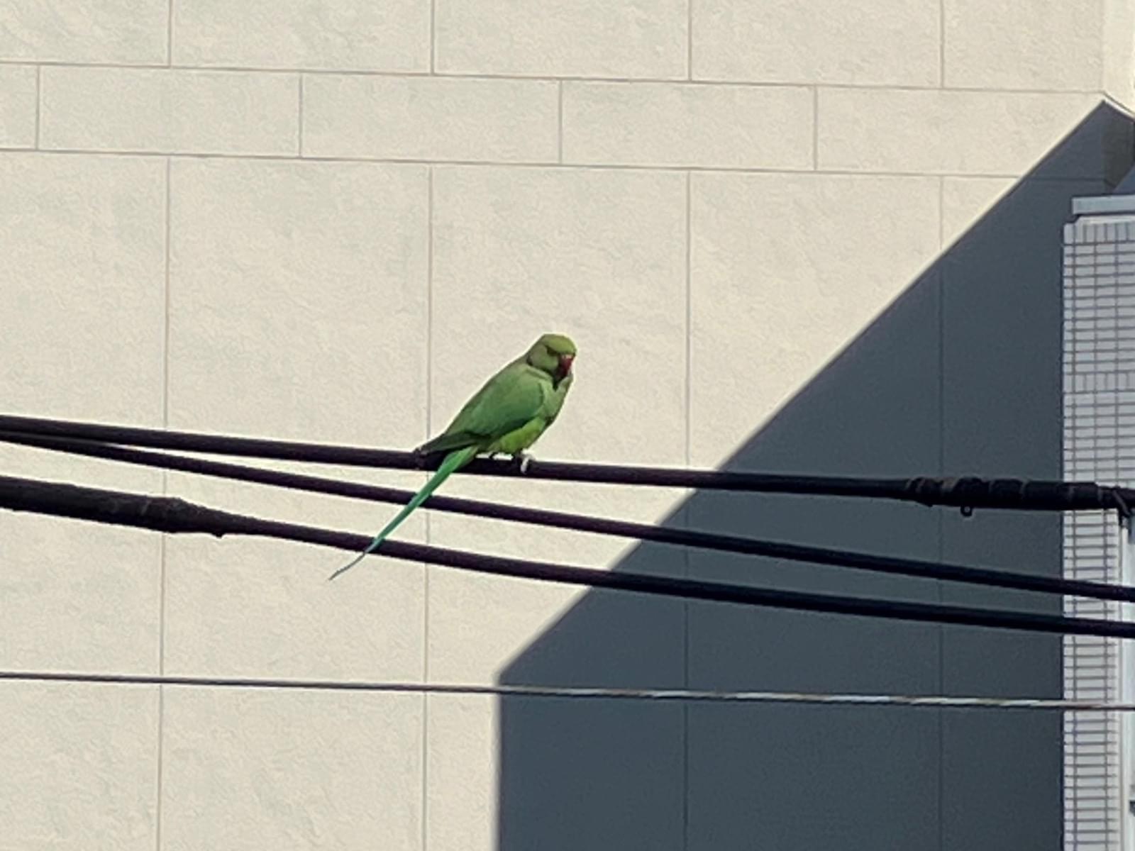 目撃された鳥 目撃された鳥