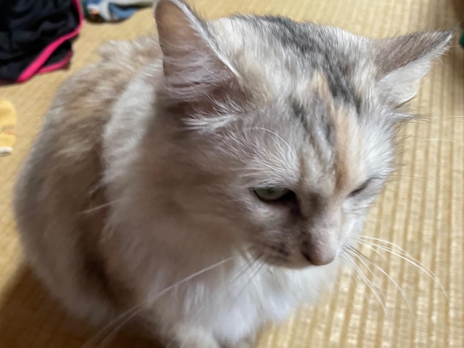 しらすちゃん