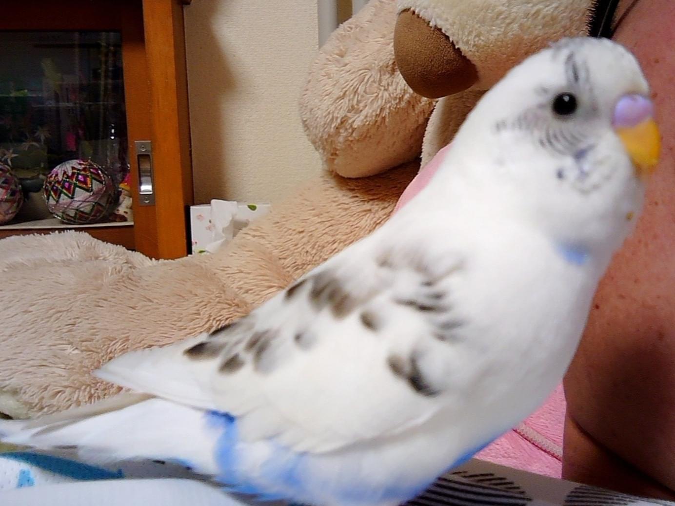 ぴーちゃん ぴーちゃん