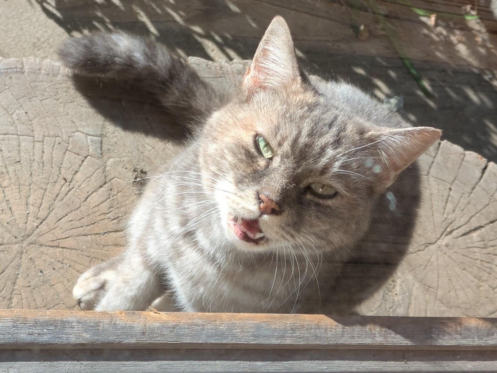 目撃された猫 目撃された猫