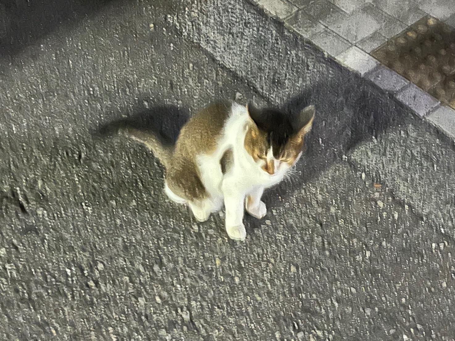 目撃された猫 目撃された猫