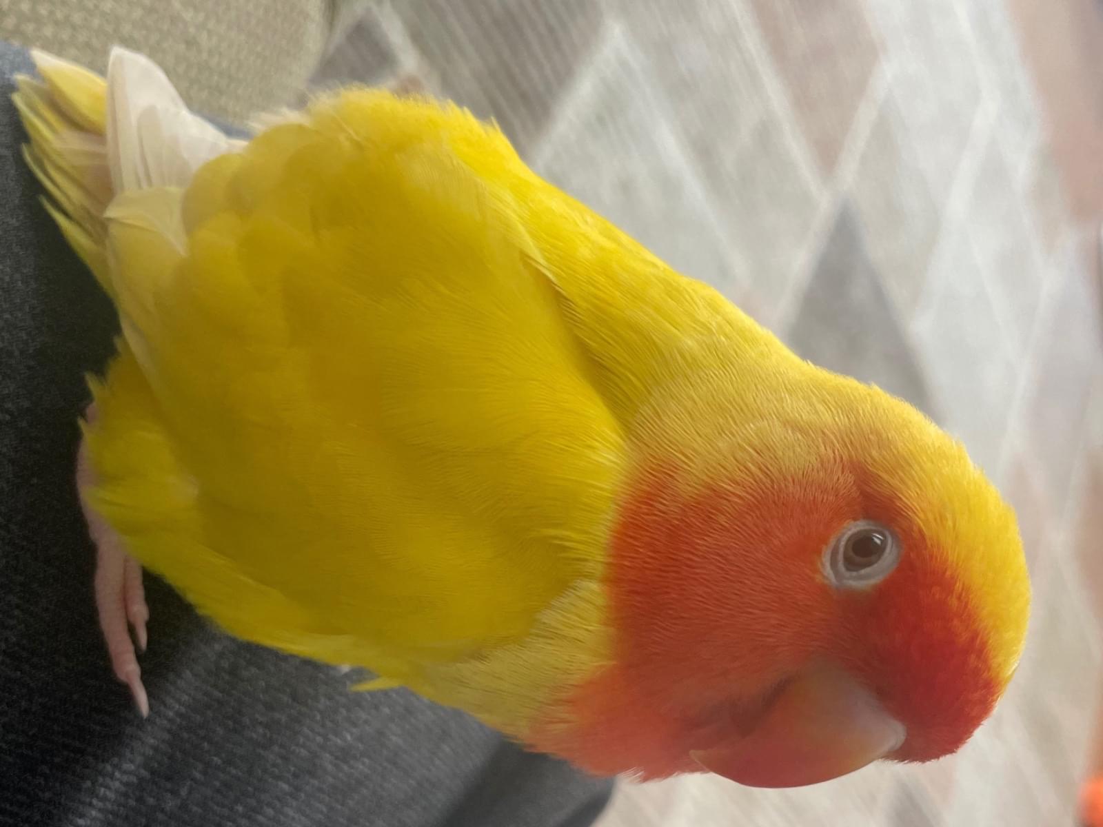 おーちゃん おーちゃん