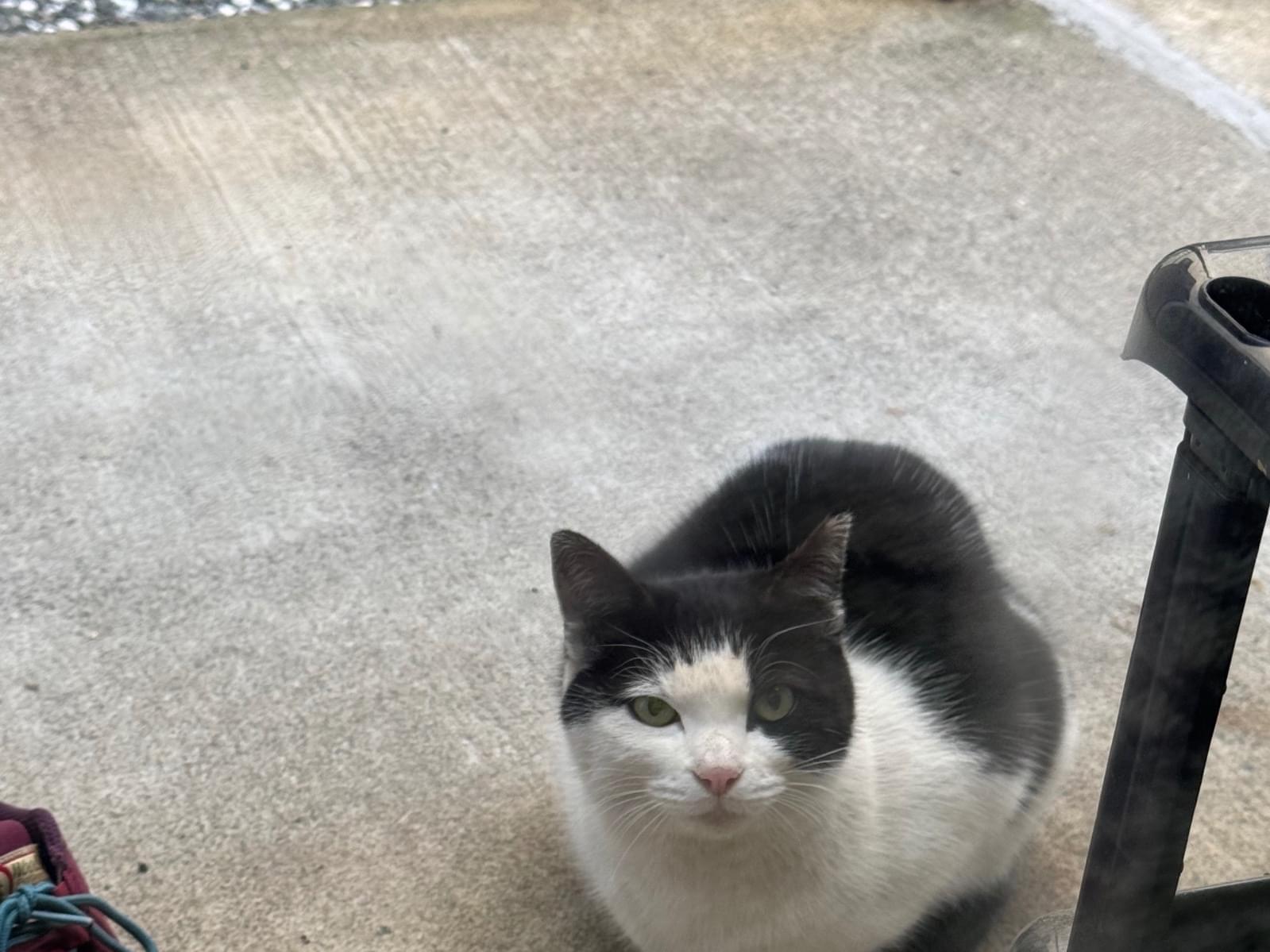 目撃された猫 目撃された猫