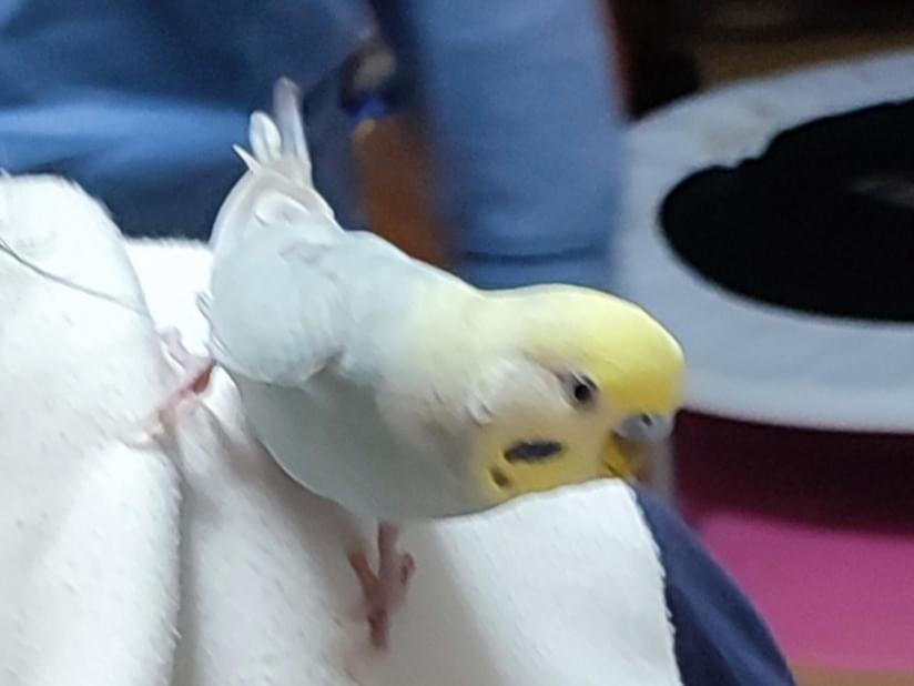 保護された鳥 保護された鳥