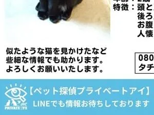 黒猫( ΦωΦ )様ご確認用ページ 白夜ムック687 黒猫まみれ ふわもこ満タン号』のご紹介 - 株式会社