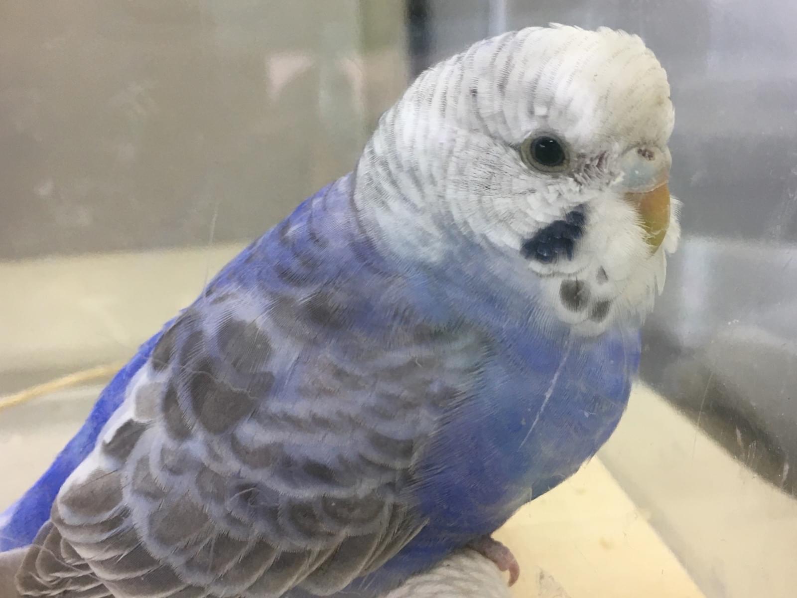 保護された鳥 保護された鳥