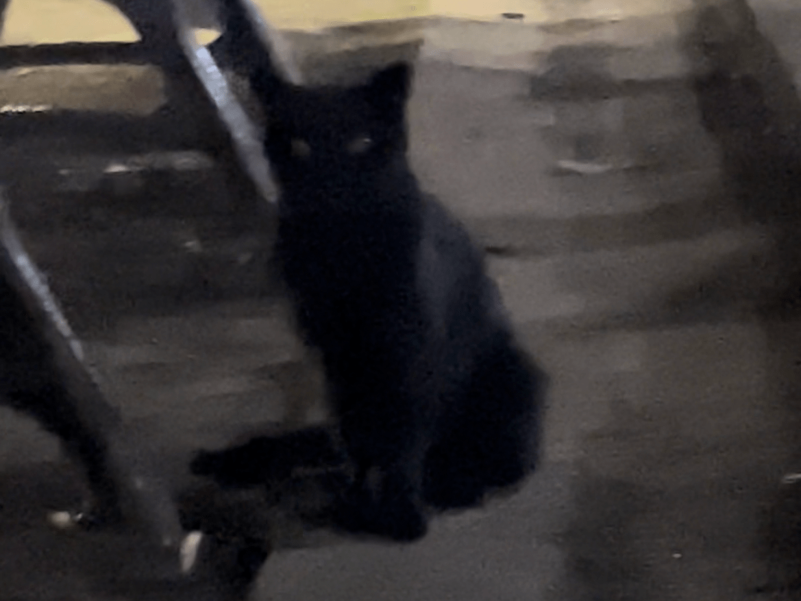 目撃された猫 目撃された猫