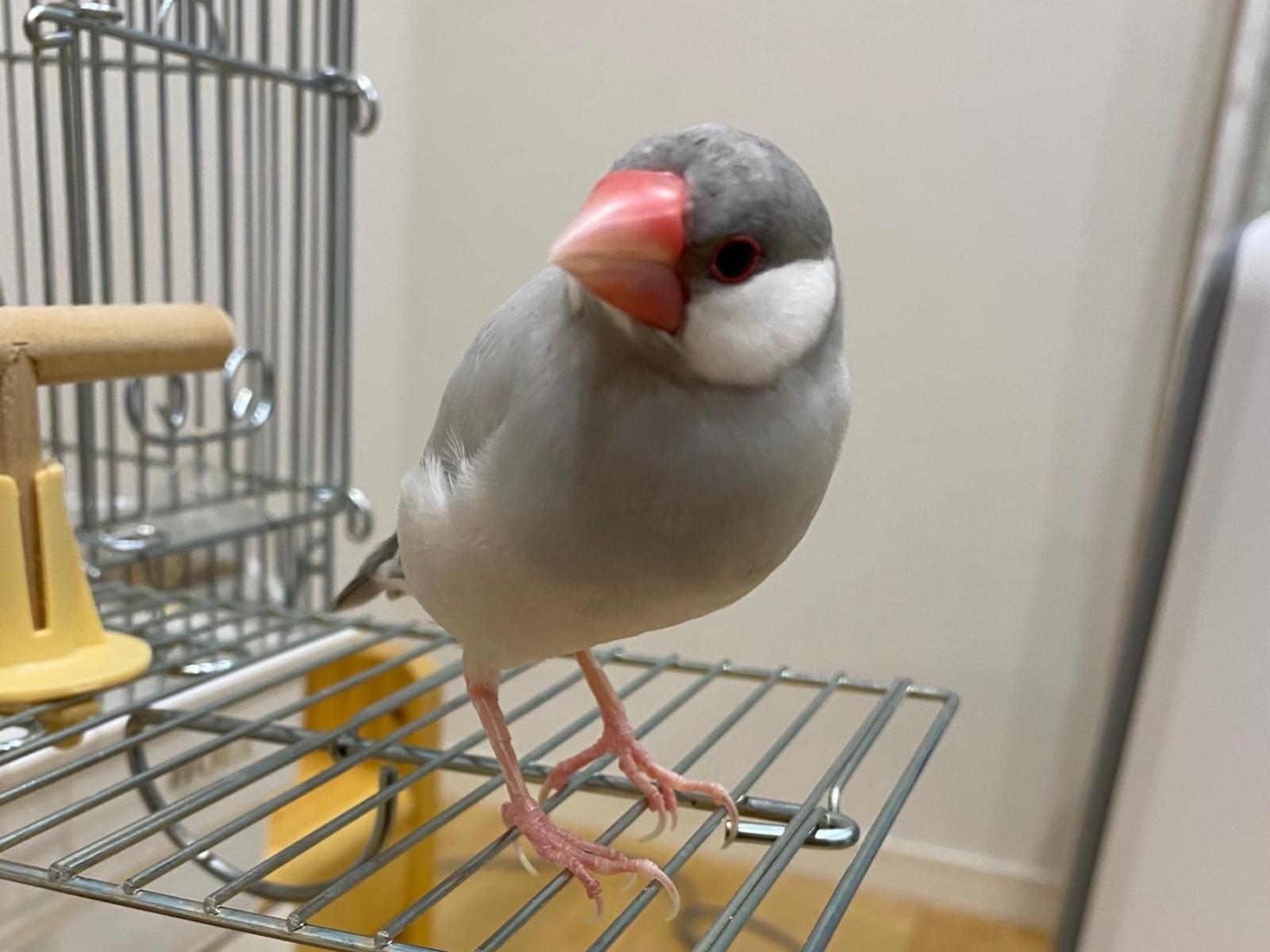 リリーちゃん リリーちゃん