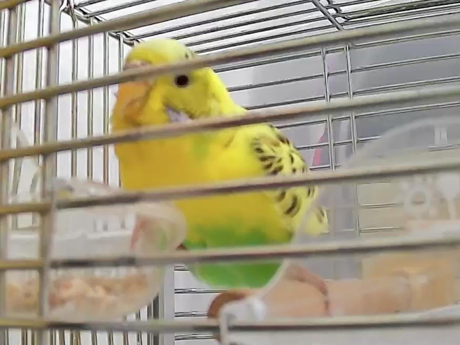 保護された鳥 保護された鳥
