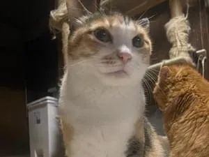 口元に模様があるスラッとした三毛猫を探しています