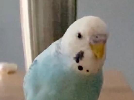 アオちゃん アオちゃん