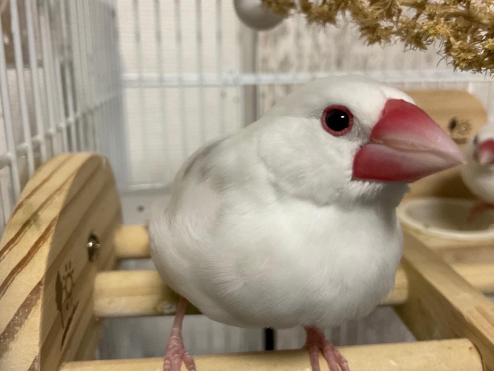 ぐうちゃん ぐうちゃん